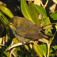 Australian Yellow White-eye